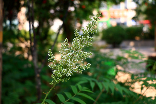 白色小花