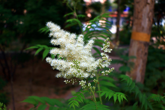 白色小花