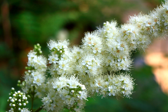 白色小花