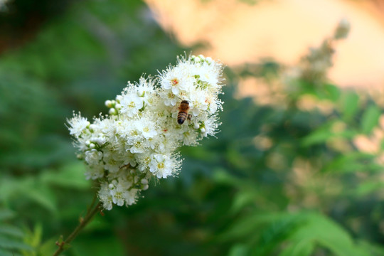白色小花