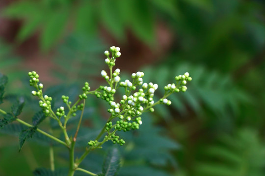 白色小花