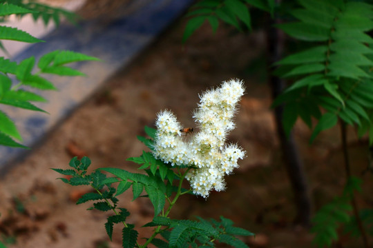 白色小花