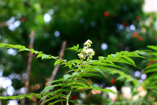 白色小花