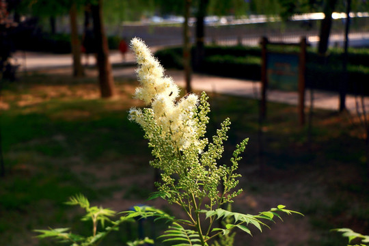 白色小花