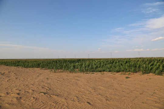 沙漠边缘的玉米地