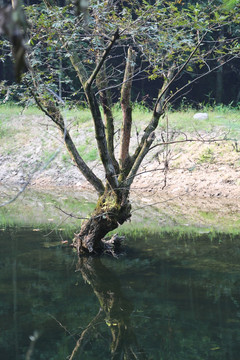 水中树