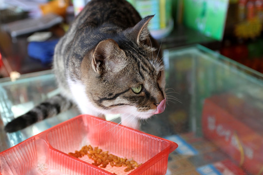 猫 猫咪 动物 大花猫 猫科类