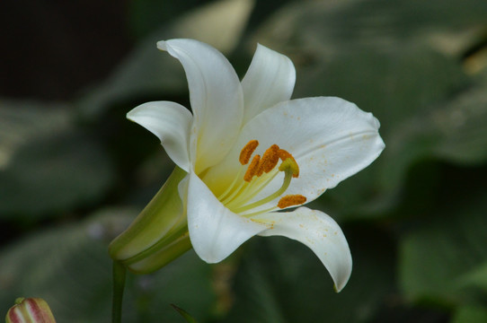 王百合