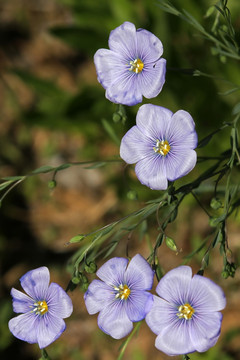 蓝色小花 蓝亚麻