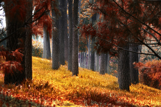 秋日的树林