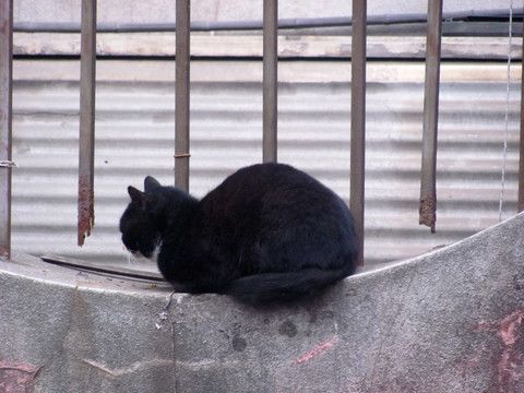 黑猫