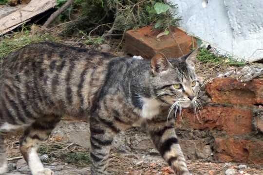 花猫