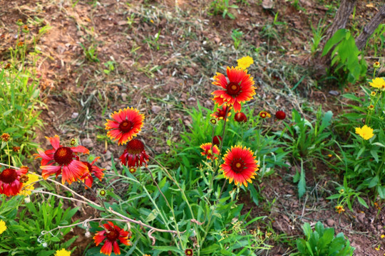 红色野菊花