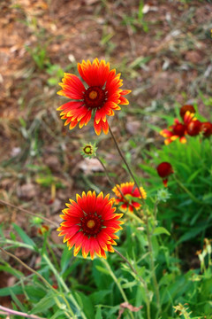 红色野菊花