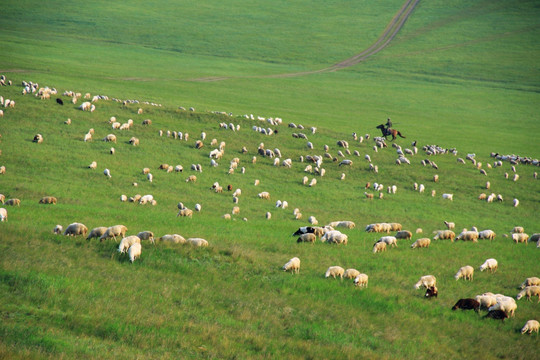 草原夏季牧羊