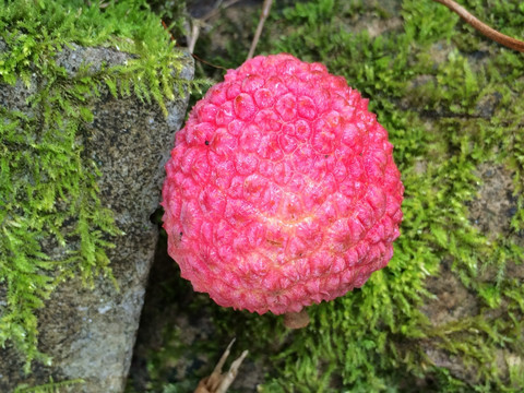 荔枝