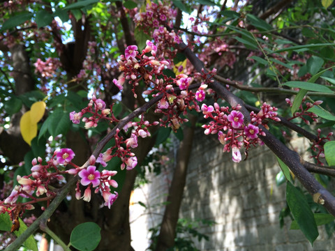 杨桃花