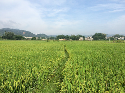 田野2