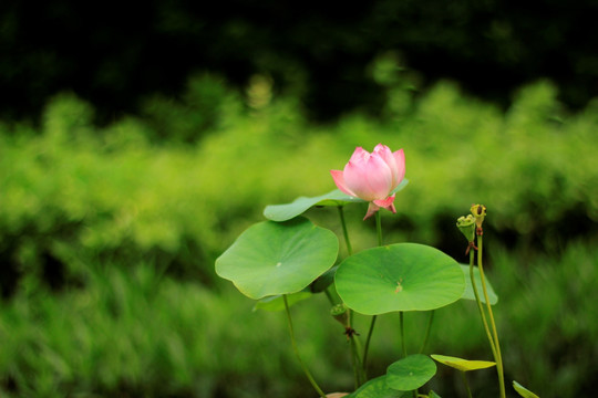 荷花