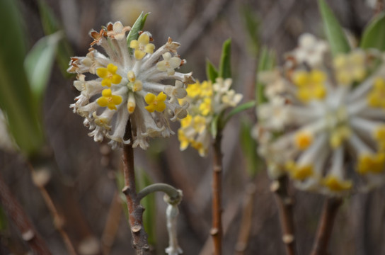 结香花