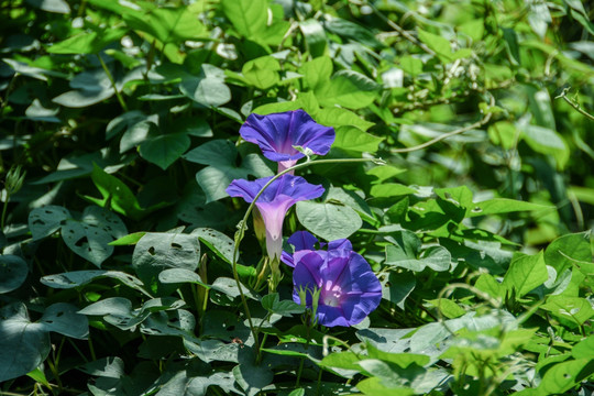 牵牛花