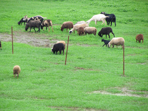 绿地上的羊群