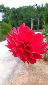红色菊花
