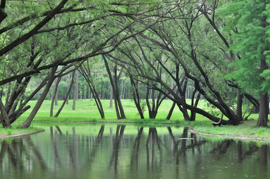 池塘边的树林