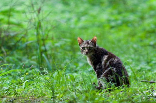 野生小猫