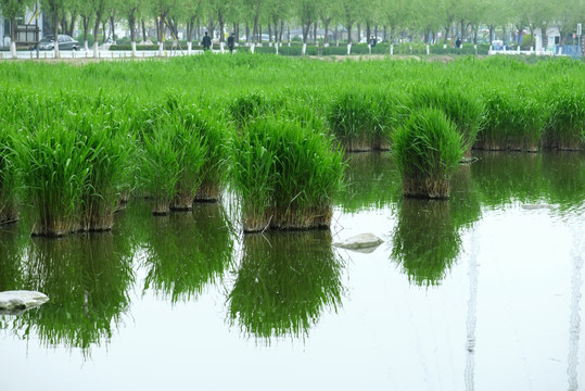 绿色水草