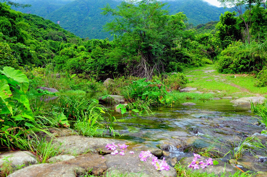 田园风光 绿色家园 潺潺小溪