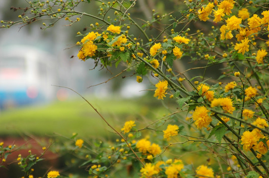 花枝黄花