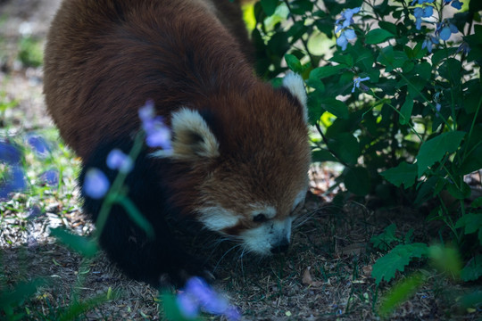 小熊猫