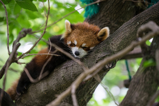 小熊猫