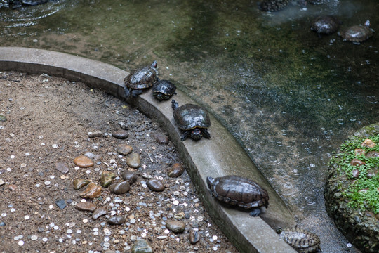 放生池 巴西龟 龟