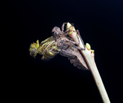 蜻蜓的蜕变