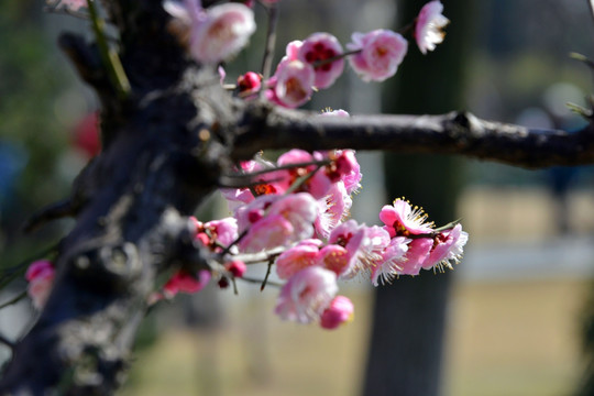 梅花