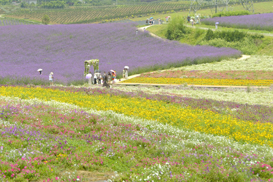 香薰山谷 七彩花田 薰衣草花田