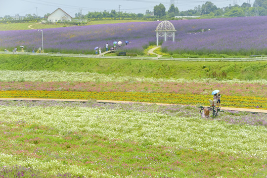 香薰山谷 七彩花田 薰衣草花田