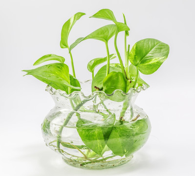 玻璃瓶里的绿色植物