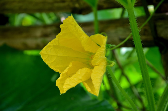 冬瓜花