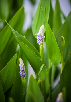 水生植物