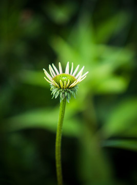 花蕾