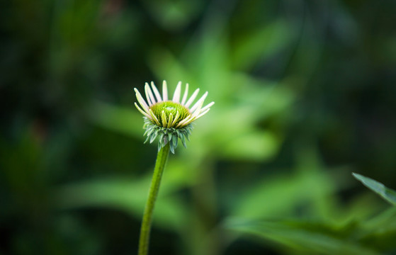 花蕾