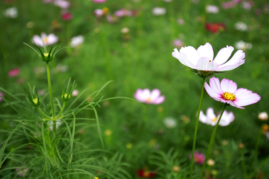 花朵群