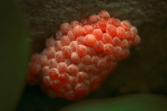 红色螺卵