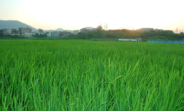 绿色水稻苗