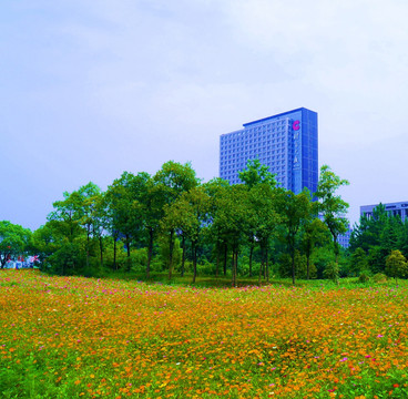 城市里 有一片开花的土地