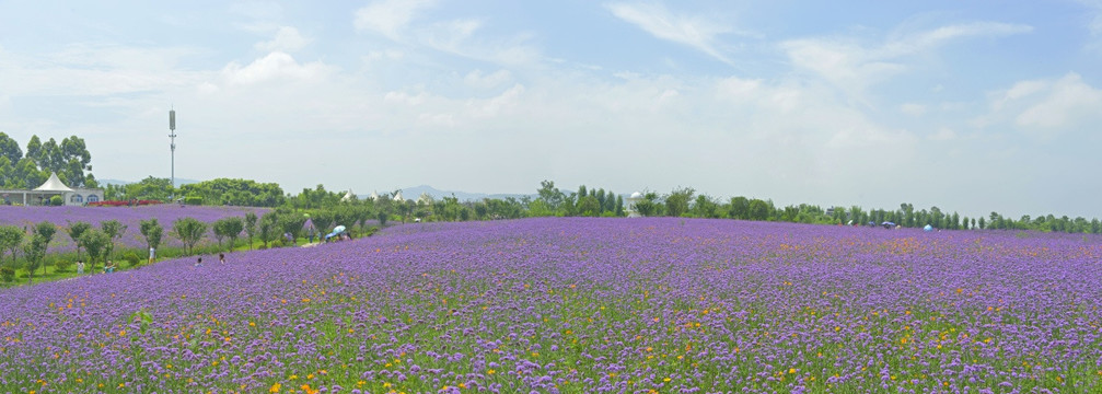 薰衣草花田全景图