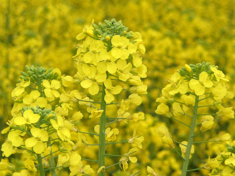 油菜花花序